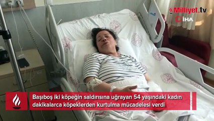 Başıboş sokak köpekleri yaşlı kadına saldırdı