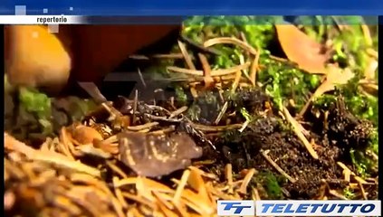 Video News - Morto in montagna, mercoledì i funerali