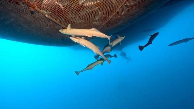 İskenderun Körfezi açıklarında besin arayan kum köpek balıkları görüntülendi