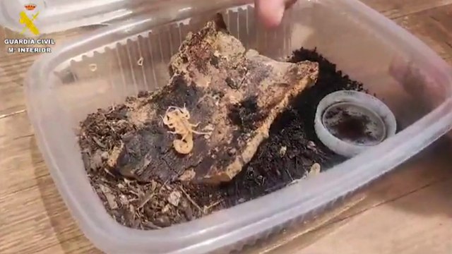 Tarántulas, un escorpión extremadamente venenoso... Vendía hasta 32 animales potencialmente peligrosos por redes