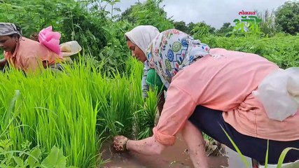 भाताचं हेक्टरी १३ टन उत्पादन! असं करा व्यवस्थापन