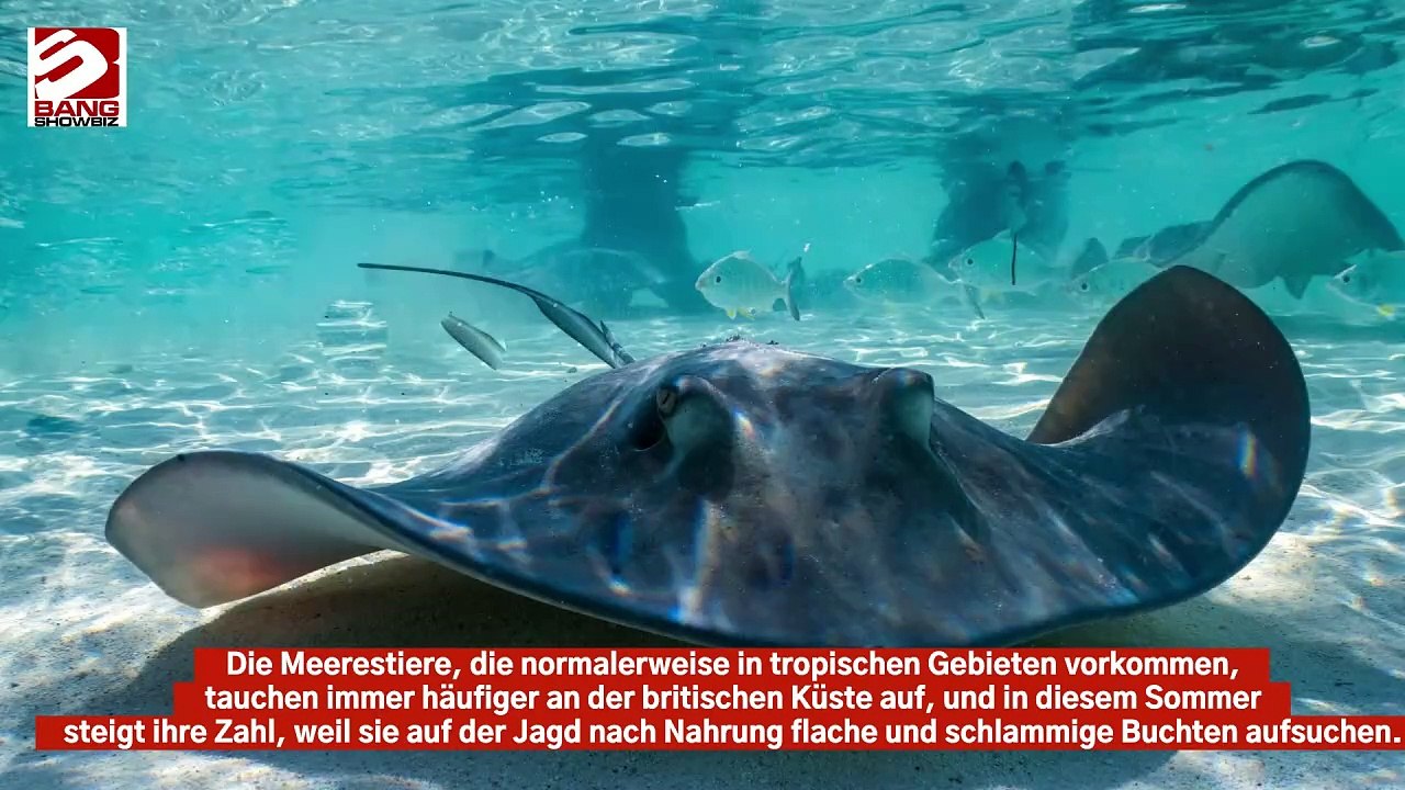 Großbritannien könnte mit explosionsartiger Zunahme der Zahl der Stachelrochen konfrontiert sein