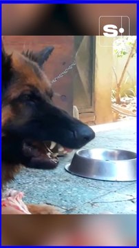 Un chien qui grogne est-il agressif ? Audrey Soukiassian nous explique