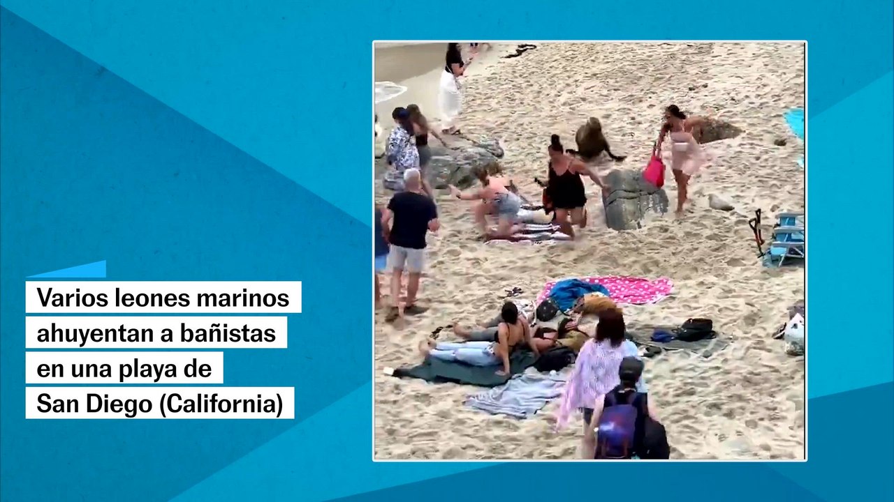 Leones marinoa ahuyentan a los bañistas en una playa de San Diego (California, EE UU)