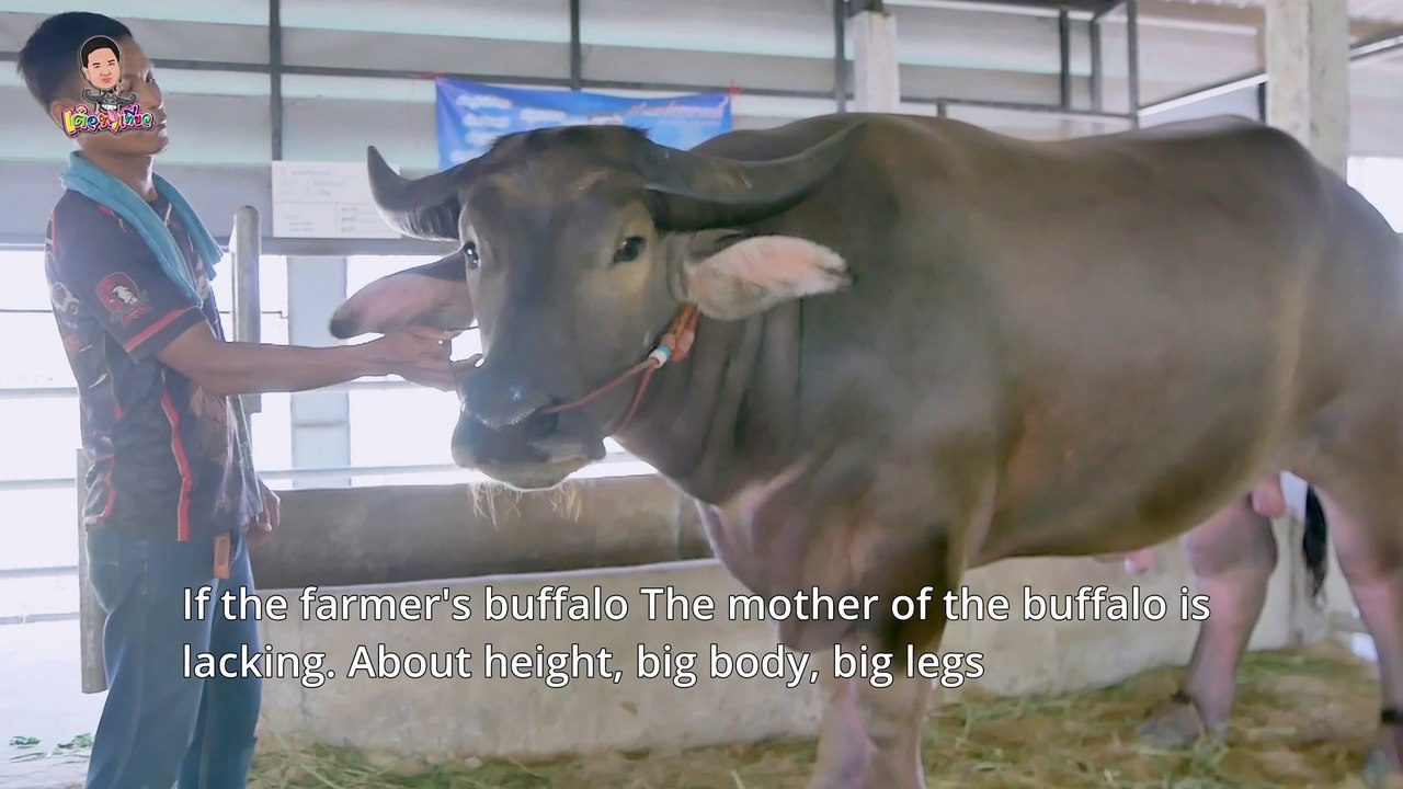 Mother, Thai buffalo breed, good breed, Khwai Ngam Phetnarai Buffalo | ชมแม่พันธุ์ควายไทยสายพันธุ์ดี ฟาร์มควายงามเพชรนารายณ์ EP3Farm Thailand EP3