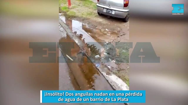 ¡Insólito! Dos anguilas nadan en una pérdida de agua de un barrio de La Plata