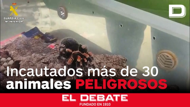 Detenido un hombre que tenía en su casa tarántulas y escorpiones venenosos en envases de plástico