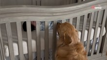 Baby is ernstig ziek: hoe de Golden Retriever reageert gaat recht naar het hart
