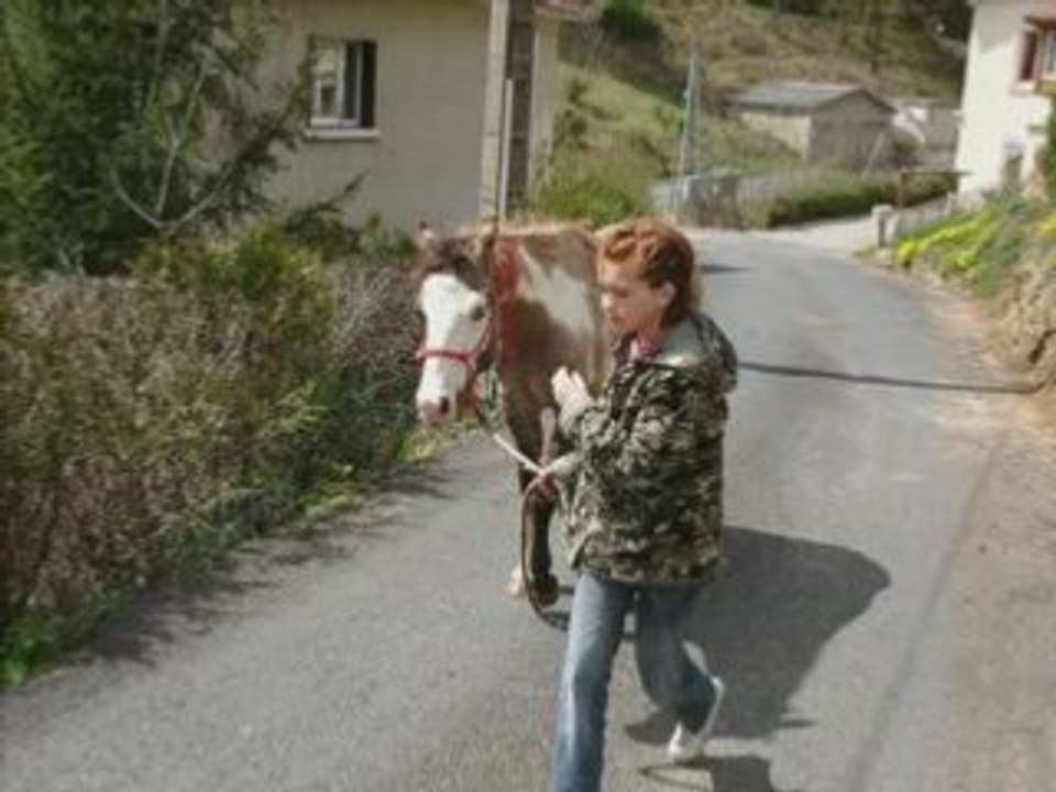 étalon paint horse de xavier 2