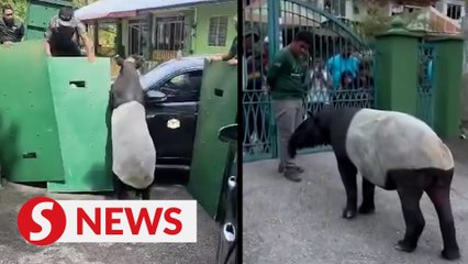 Successful rescue of lost tapir in Kajang