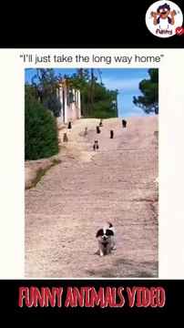 Animal Antics: The Funniest Pets on the Planet! Part 6