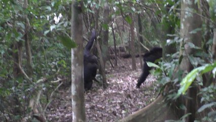 Muestra de dos chimpancés compartiendo gestos.