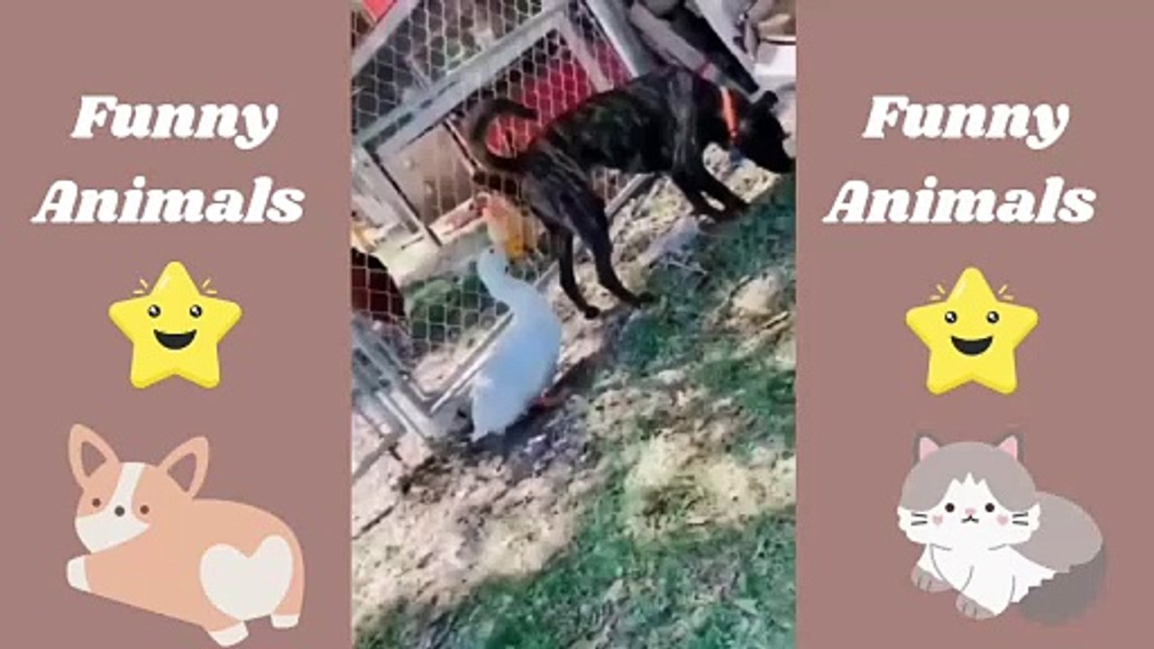 Hilarious Animals Compilation