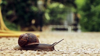 Snail crossing the road Full HD released by NCV