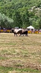 Tradicionalna Korida u Zube Lokvičići: Šibonja od Marasovića i Alkar od Karamatića 🐂