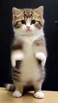 Cute Cat Funny Dance too Much Fun Watch End