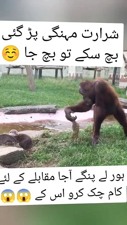 Funny video