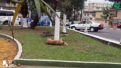 [DIdîîî] Libreville : un chien mort en état de décomposition en plein centre-ville