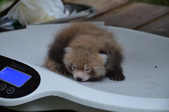 Quatre pandas roux sont nés aux Terres de Nataé
