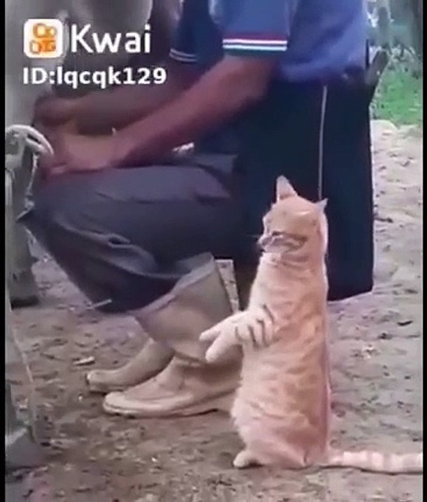 milk cat video