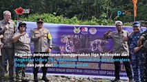 Detik-detik Pelepasan Harimau Sumatera