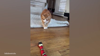 Orange Cats Behavior  ||  Funny Cat Videos 2024 (720P_HD)