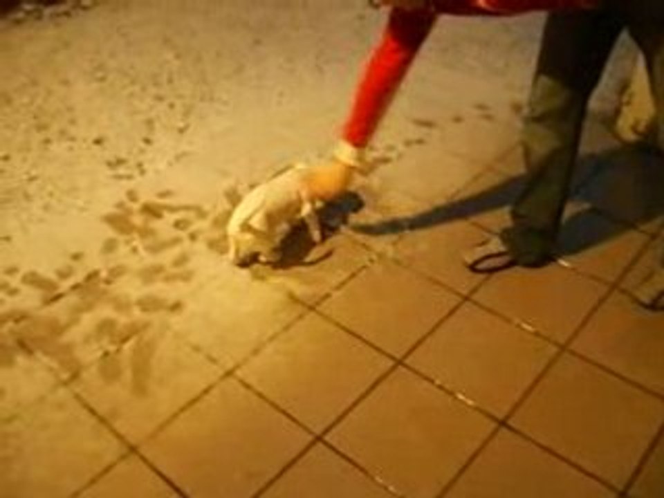 Zia et 1ère neige