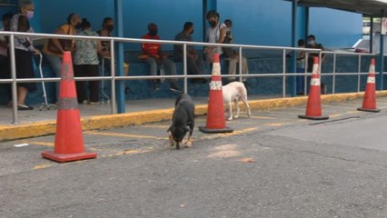 Denuncian presencia de chinches y pulgas en policlínica Manuel María Valdés de Paraíso