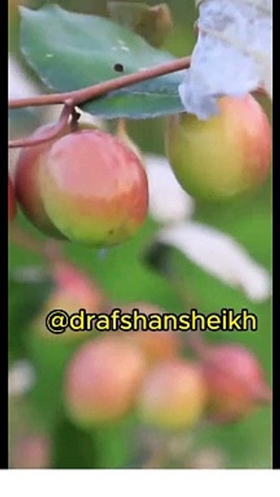 Top Benefits of Eating Jujube Fruits! #HealthySnacks #JujubeFruit #NutritionTips #Shorts"