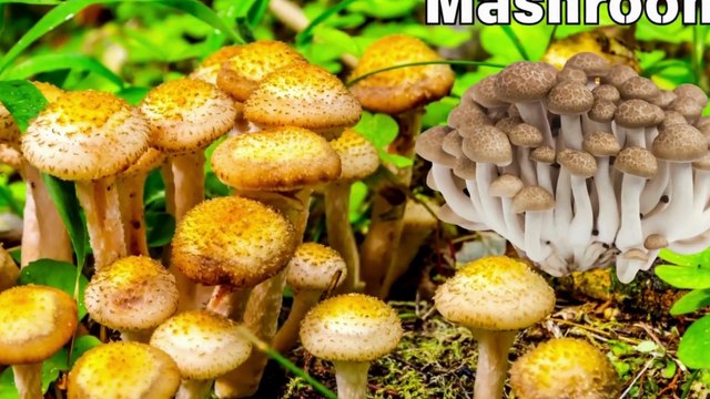 ABC Phonic, New ABC Song, M is for Mushroom, N is for Napa Cabbage, O is for Onion, P is for Potato ABC Learning with Vegetables