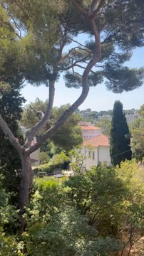 LE SON DES VACANCES : les cigales toulonnaises