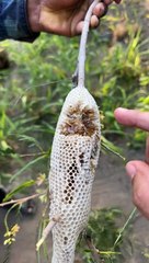 What the F**CK hahaha