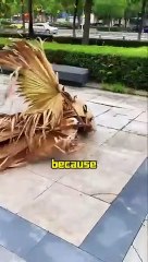 Corgi loves to hold branches