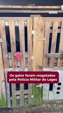 PM resgata 40 galos torturados em rinhas