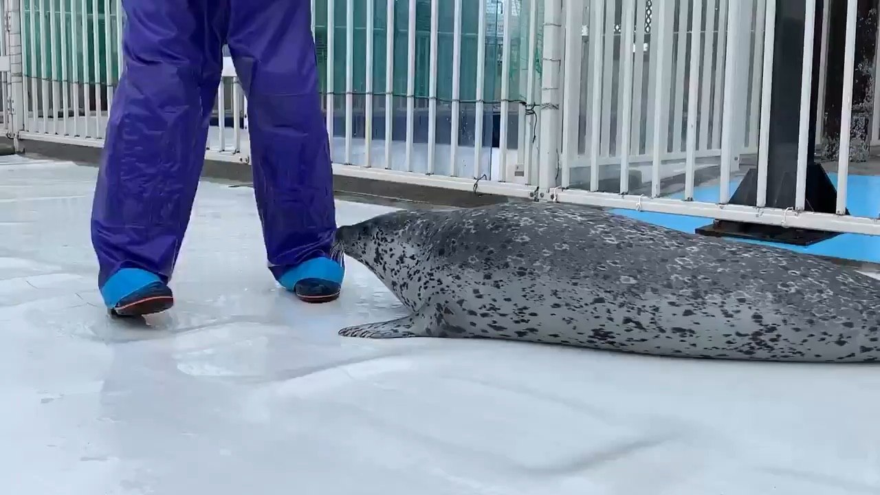 Cute baybee seal