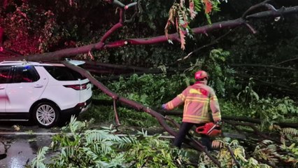 나무 쓰러지고 게시대 파손까지...경기 북부 호우 피해 / YTN