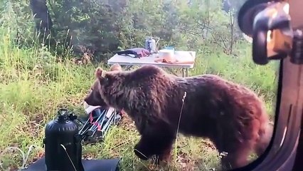 Abruzzo: l'orsa Petra con i cuccioli in cerca di cibo in un'area picnic. Ecco lo straordinario video