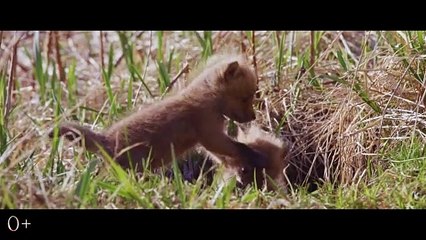 Огненный лис | movie | 2024 | Official Trailer