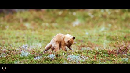 Огненный лис | movie | 2024 | Official Trailer