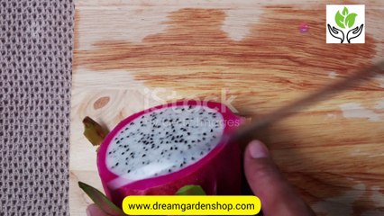Health benefits of dragon fruit plant