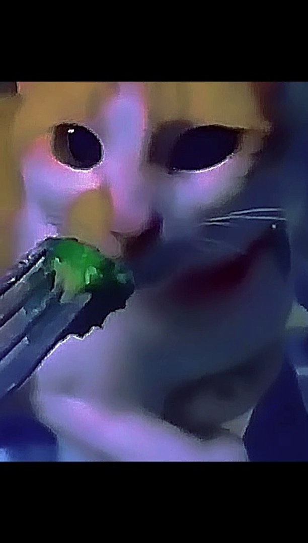 Entertainment / Funny Videos