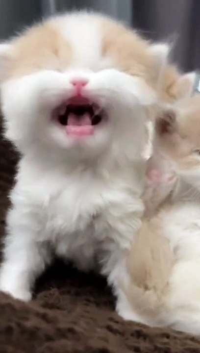 Cute cats 