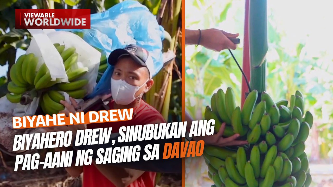 Biyahero Drew, sinubukan ang pag-aani ng saging sa Davao | Biyahe Ni Drew