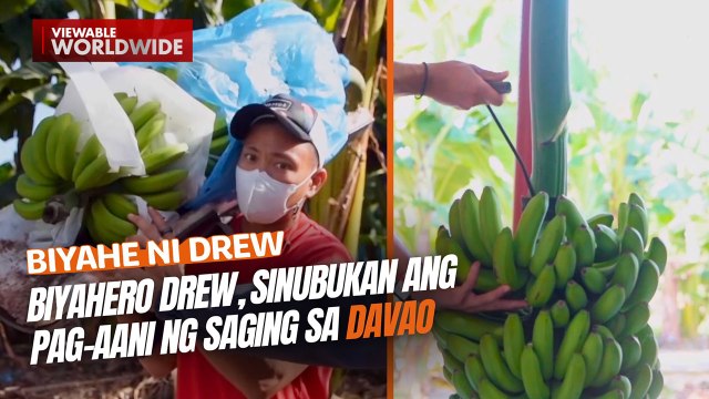 Biyahero Drew, sinubukan ang pag-aani ng saging sa Davao | Biyahe Ni Drew