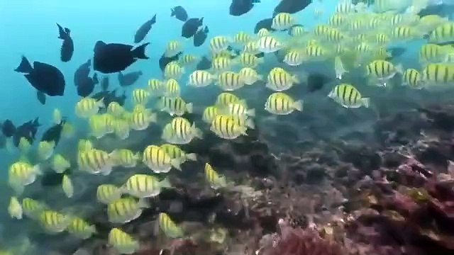 The Underwater - Wonderland of Australia _ Free Documentary Nature