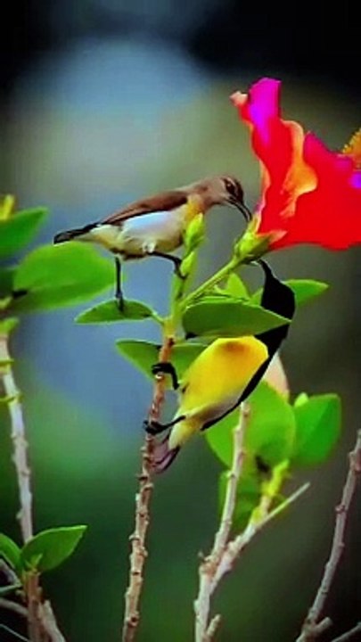 Bird