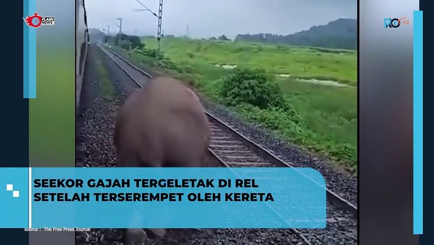 Viral Video Perjuangan Gajah Liar Berusaha Berdiri Setelah Ditabrak Kereta Api Kanchanjunga Express di India