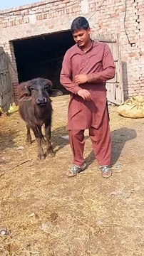 Real Love ❤️#arjun #loyal#love lo#animals #sultan #bull #cow #cow #bull #animals #sultan #arjun