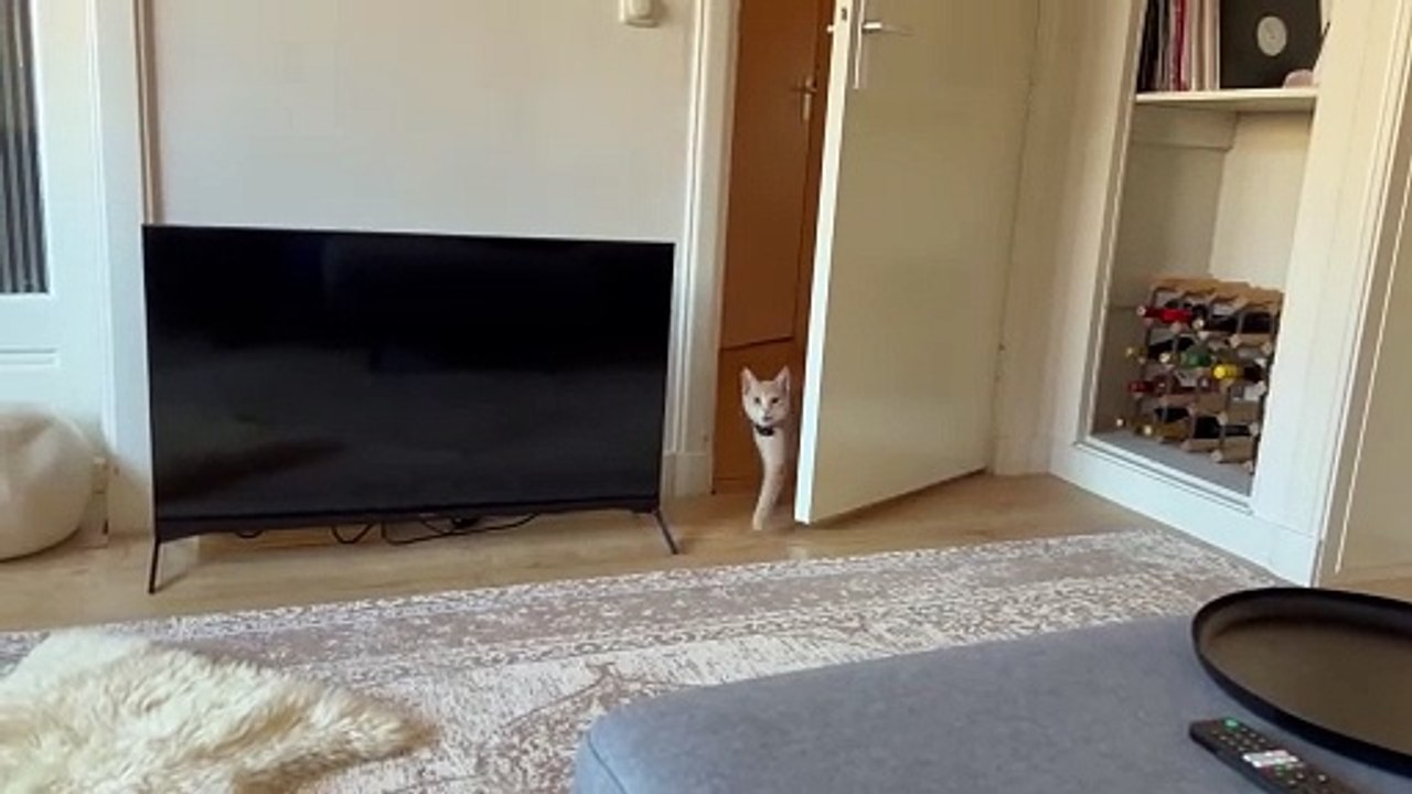 Sweetest Kitty Loves to Talk to His Human