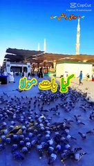 Tere haram ki kia baat moula